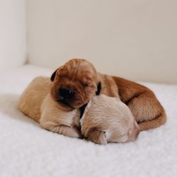 Platinum Golden Retrievers