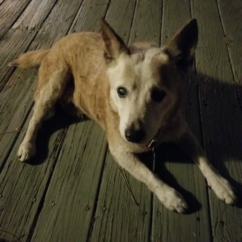 OBX Paradise Petsitting - Sweet Mallie a male senior. His back legs leaves just give out on him and down he goes. - Pet Boarding Near Me