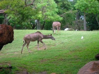 Honolulu Zoo by null