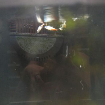 Walmart Garden Center - Dead pet fish for sale - Nurseries & Gardening Near Me - Olathe, Kansas