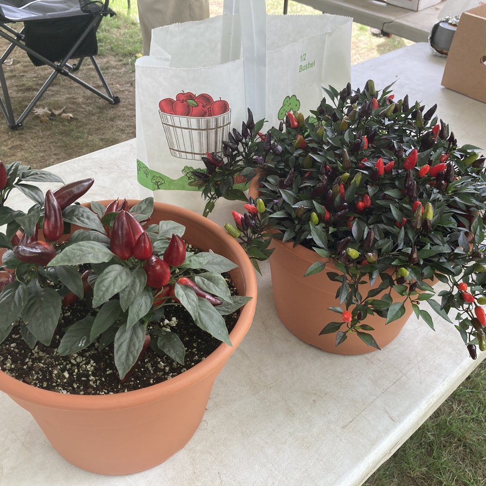 Lee Farmers Market - $3 Each - Farmers Market Near Me - Lee, Massachusetts Lee Farmers Market - $3 Each - Farmers Market Near Me - Lee, Massachusetts
