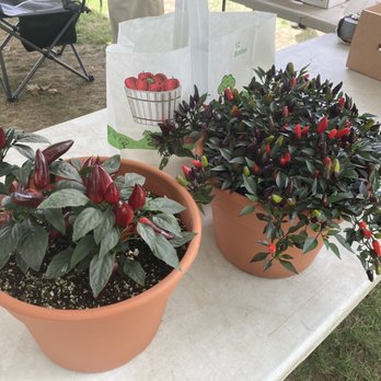 Lee Farmers Market - $3 Each - Farmers Market Near Me - Lee, Massachusetts Lee Farmers Market - $3 Each - Farmers Market Near Me - Lee, Massachusetts