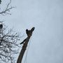 Photo of Mg Tree Service