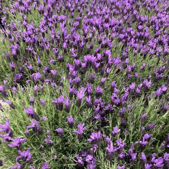 Costco - Lavender plants - Wholesale Stores Near Me - South San Francisco, California Costco - Lavender plants - Wholesale Stores Near Me - South San Francisco, California