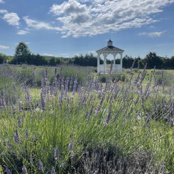 Seven Oaks Lavender Farm - Flowers & Gifts Near Me - Catlett, Virginia Seven Oaks Lavender Farm - Flowers & Gifts Near Me - Catlett, Virginia