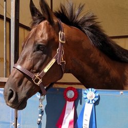 Randy Cano Training Stables - My horse winning ribbons in his very first show!