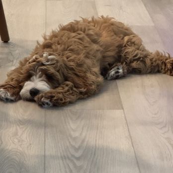 Wag n' Wiggle - Rome - Pet Boarding Near Me Wag n' Wiggle - Rome - Pet Boarding Near Me