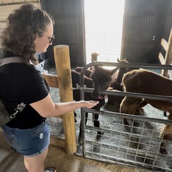 Black Barn Alpacas - Attraction Farms Near Me - Finksburg, Maryland