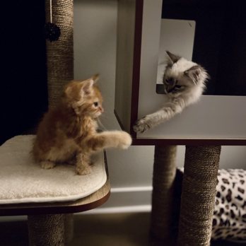 Urban Animal By Appointment - Veterinarians Near Me - Seattle, Washington Urban Animal By Appointment - Veterinarians Near Me - Seattle, Washington