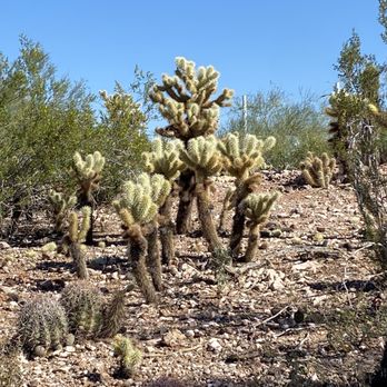 Desert Botanical Garden - Botanical Gardens Near Me - Phoenix, Arizona