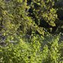 Salado Creek Greenway