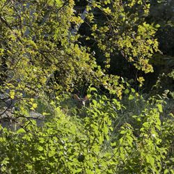 Salado Creek Greenway - Deer
