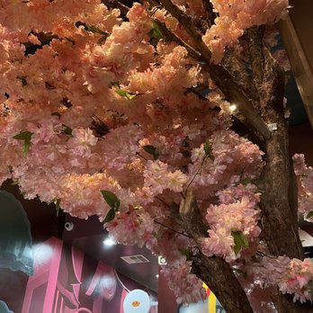 Saku Ramen - cherry blosssome - Ramen Near Me - Riverside, California Saku Ramen - cherry blosssome - Ramen Near Me - Riverside, California