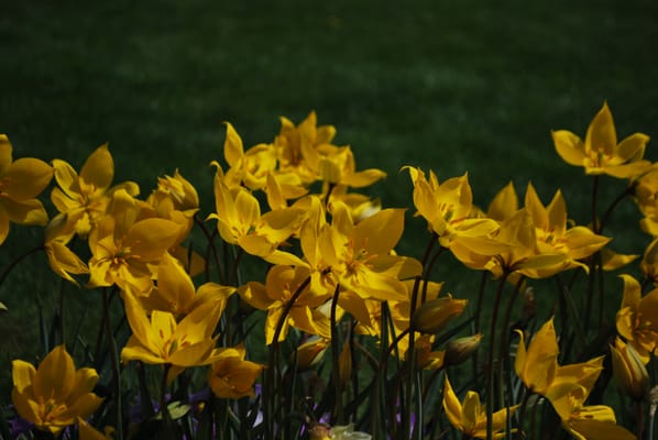 Parc de l'Orangerie by null
