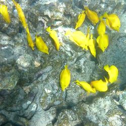 Adventures in Paradise - Yellow tang