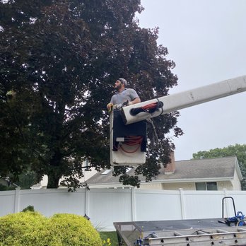 Immaculate Tree Service - Tree Services Near Me - Northport, New York Immaculate Tree Service - Tree Services Near Me - Northport, New York