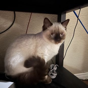HQ Lovely Cattery - Pet Breeders Near Me HQ Lovely Cattery - Pet Breeders Near Me