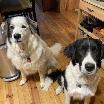 GoFetchGo Franklin - Murphy and Milo waiting patiently for cookies - Pet Sitting Near Me