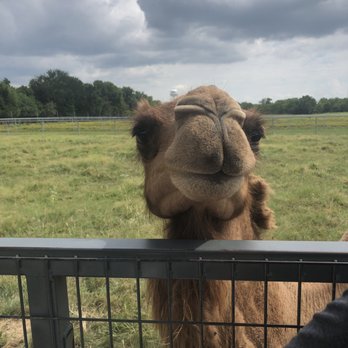Sharkarosa Wildlife Ranch - Attraction Farms Near Me - Pilot Point, Texas Sharkarosa Wildlife Ranch - Attraction Farms Near Me - Pilot Point, Texas