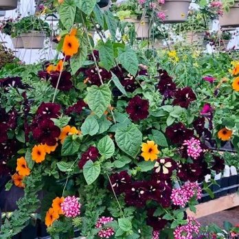 Maplewood Nursery - Nurseries & Gardening Near Me - Pelican Rapids, Minnesota Maplewood Nursery - Nurseries & Gardening Near Me - Pelican Rapids, Minnesota