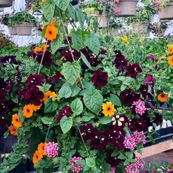 Maplewood Nursery