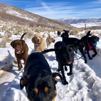 1. Doggo Camp