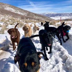 Doggo Camp