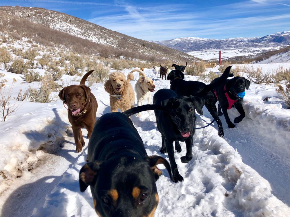 Doggo Camp - pet boarding facility in Kamas, UT