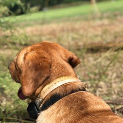 Sycamore Sporting Clays - "Patiently following my master and his crew and only disappointed that the birds are made of clay and colored blaze orange."