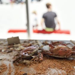 Assateague Crab House - AYCE crabs with corn & fried chicken..kid's portion pricing too. Great deal