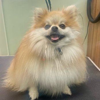 Silo Spaw Dog Grooming - They always do such a great job on Sweet Pea, she loves going there. - Pet Groomers Near Me - Durant, Oklahoma