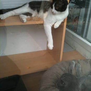 Mon-t-Chat - Vitrine chanimée ! - Pet Sitting Near Me - Lyon, 69