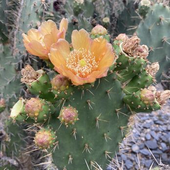 Lotusland - Cactus garden - Botanical Gardens Near Me - Santa Barbara, California Lotusland - Cactus garden - Botanical Gardens Near Me - Santa Barbara, California