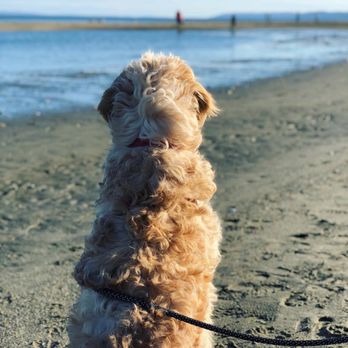 Double Bluff Beach - Baci's beach trip! - Beaches Near Me - Freeland, Washington
