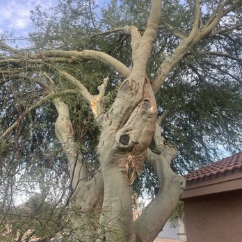 Hercs Works - Damaged large palo verde - Landscaping Near Me