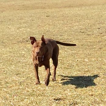 Miller Meadows Dog Park - Lola in her element - Dog Parks Near Me - Forest Park, Illinois