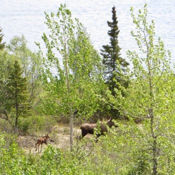 Alaska Railroad - Moose along the railroad - Trains Near Me - Anchorage, Alaska Alaska Railroad - Moose along the railroad - Trains Near Me - Anchorage, Alaska