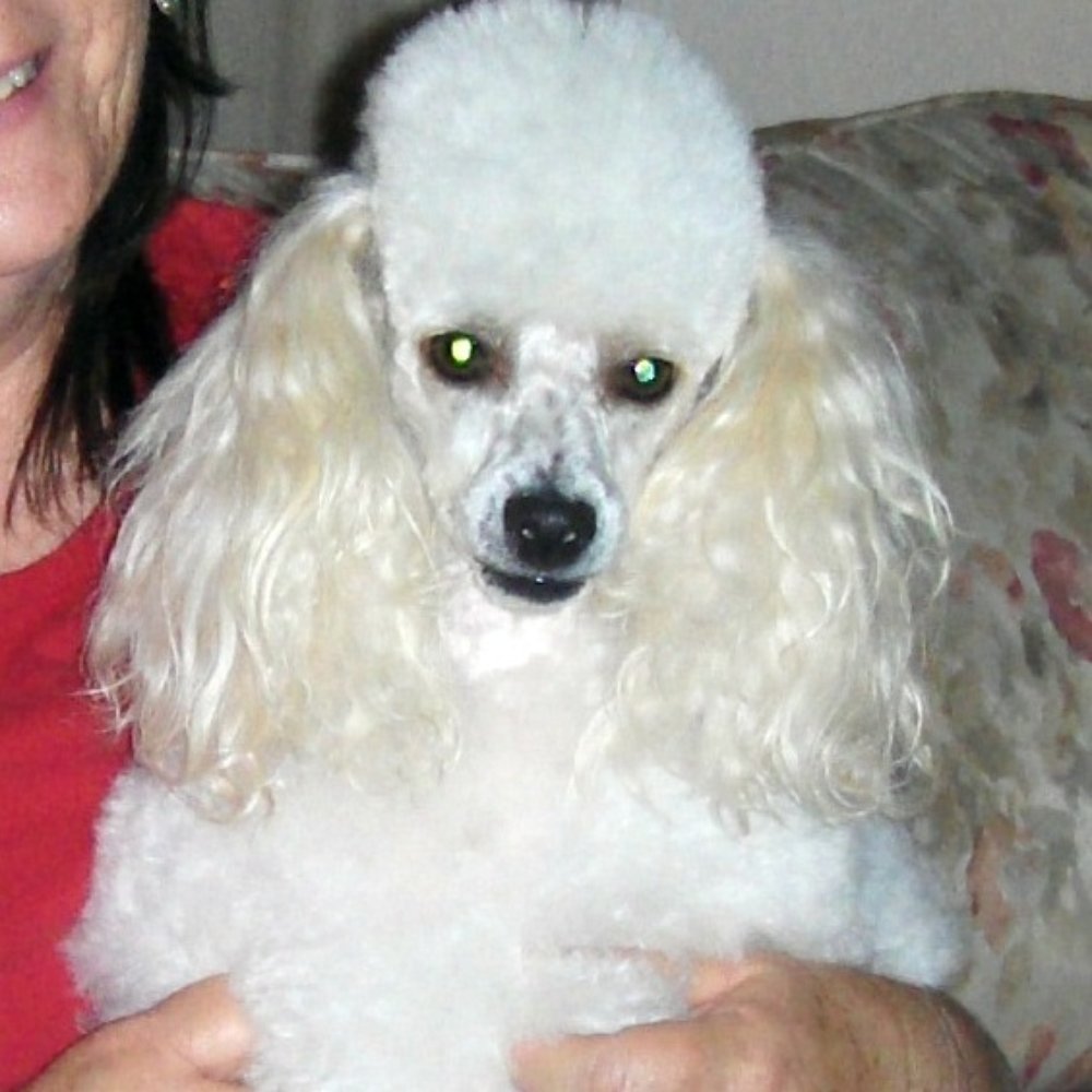Poodles & Pals - Rescued Leo - Animal Shelters Near Me Poodles & Pals - Rescued Leo - Animal Shelters Near Me