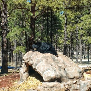 Bearizona - Zoos Near Me - Williams, Arizona