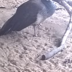 Ogród Saski - Bardzo miło jest popatrzeć na pawie ...