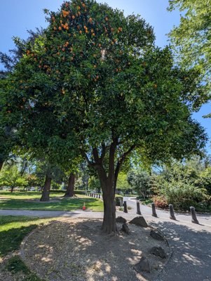 California State Capitol Museum by null