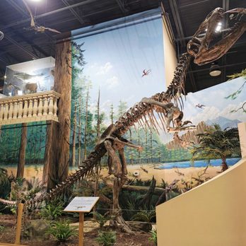The Dinosaur Store - Museums Near Me - Cocoa Beach, Florida The Dinosaur Store - Museums Near Me - Cocoa Beach, Florida