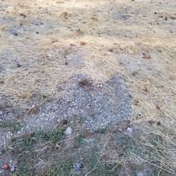 G P Call and Sons - Pea gravel that was left in new lawn area and covered with hay.