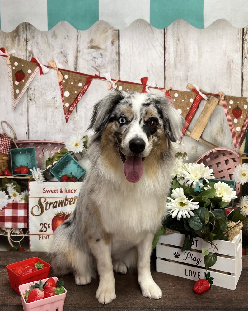 LA DE’ PAWS GROOMING SALON AND BOUTIQUE Updated September 2024 12 W