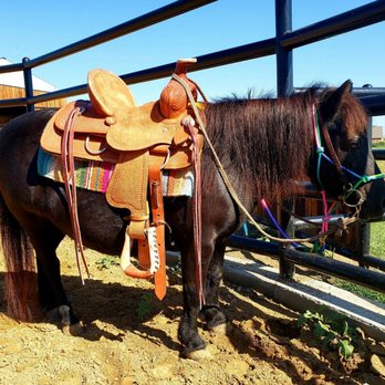 Wild West Pony Party - Betty 34 inch miniature - Party Characters Near Me - Decatur, Texas Wild West Pony Party - Betty 34 inch miniature - Party Characters Near Me - Decatur, Texas