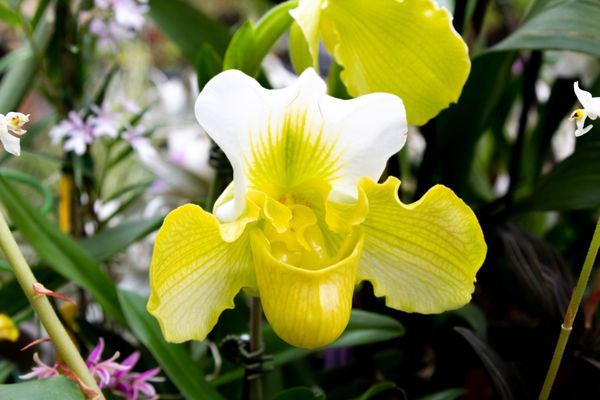 Nicholas Conservatory & Gardens by null
