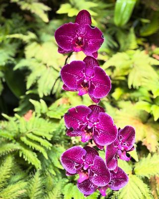 Hawai‘i Tropical Botanical Garden by null