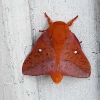 Nature Boy Pest Control - Moth of beauty - Pest Control Near Me - Stafford Township, New Jersey Nature Boy Pest Control - Moth of beauty - Pest Control Near Me - Stafford Township, New Jersey