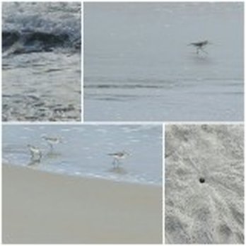 Rose Hall Apartments - SandBridge Beach - Apartments Near Me - Virginia Beach, Virginia Rose Hall Apartments - SandBridge Beach - Apartments Near Me - Virginia Beach, Virginia