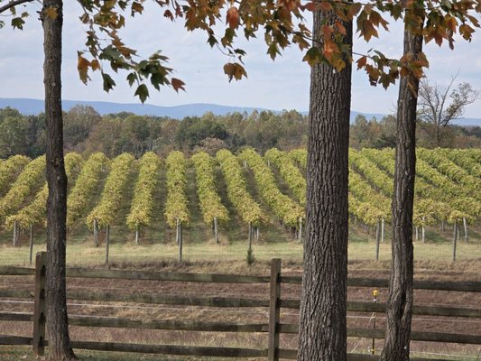 The Winery at Bull Run by null